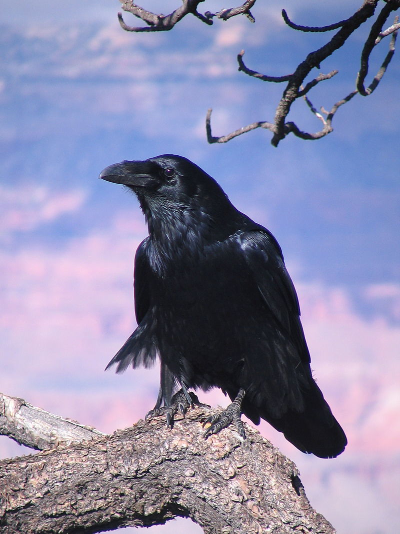 Common Raven Grand Canyon 1.jpg
