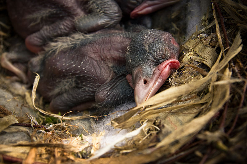 File:Crow babies 10 days old.jpg